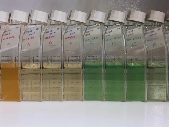 Emily Waggoner&#039;s  Synechococcus strains